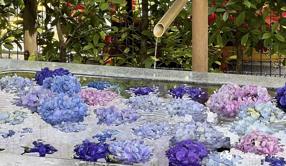 櫻神宮內繽紛的繡球花花手水